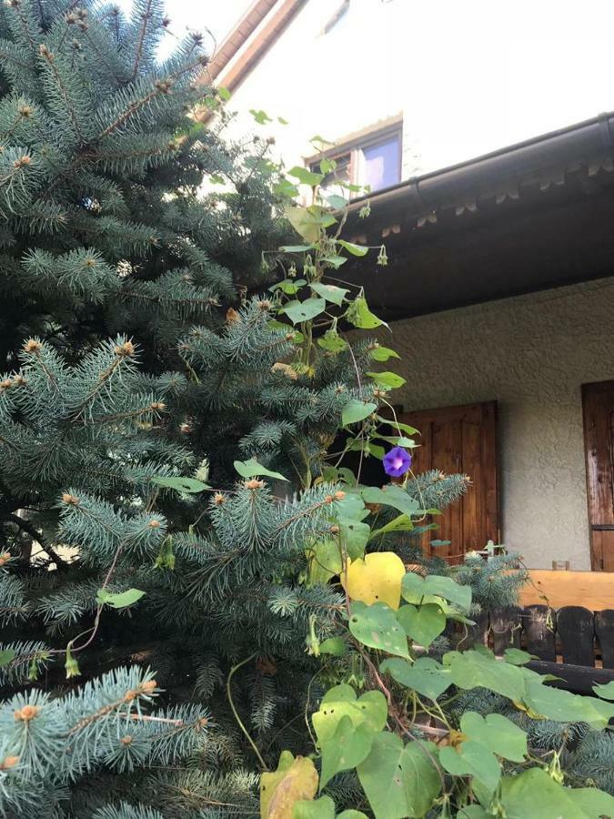 Green Villa コスティネシュティ エクステリア 写真